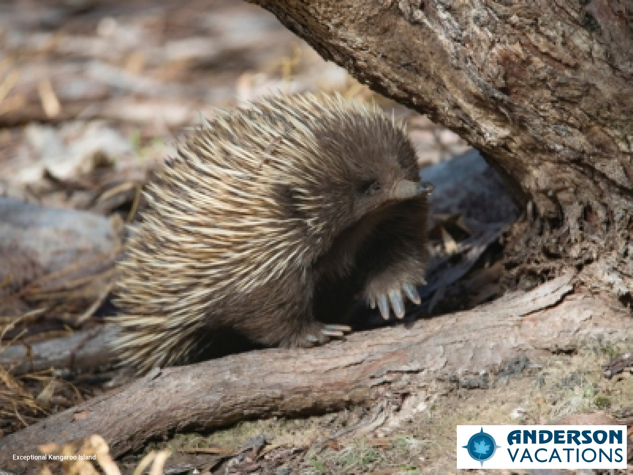 Flinders Chase National Park - Short-beaked Echidna