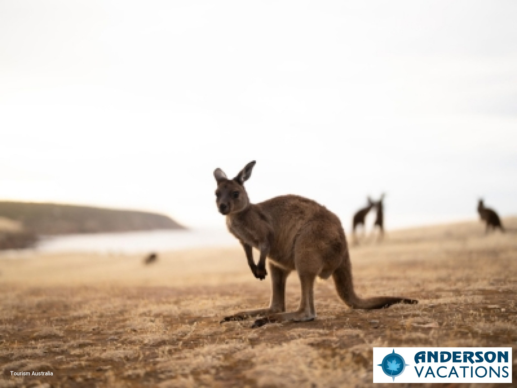 Kangaroo Island, Haines