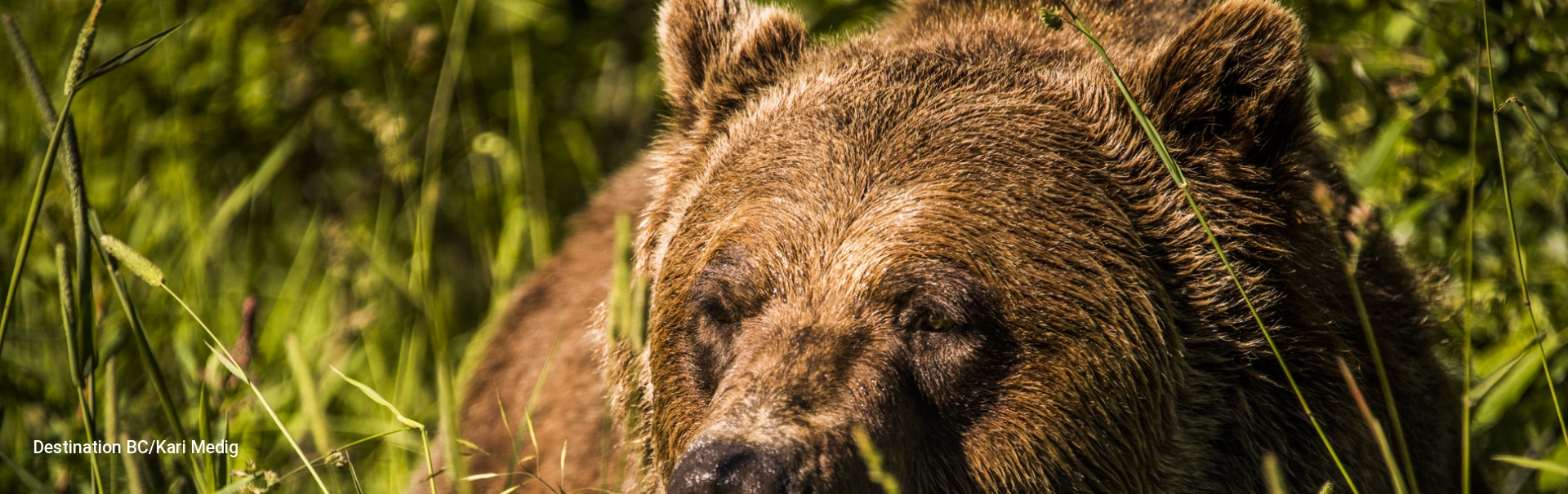 Grizzly Bear at Kicking Horse Mountain Resort