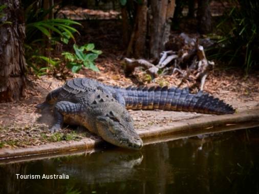 22 Day Australia’s Wildlife Explorer & Tasmania