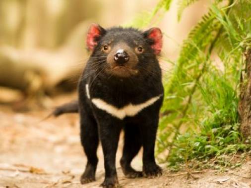 7 Day Tasmanian Devils & Wildlife Adventure